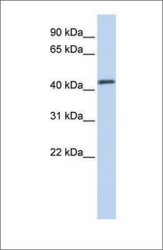 Anti-FOXA2 antibody produced in rabbit affinity isolated antibody