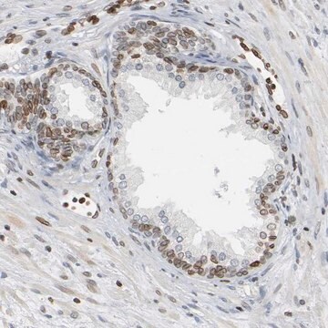 抗PRKAG2抗体 ウサギ宿主抗体 Prestige Antibodies&#174; Powered by Atlas Antibodies, affinity isolated antibody, buffered aqueous glycerol solution