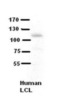 抗COL6A1抗体 ウサギ宿主抗体 affinity isolated antibody