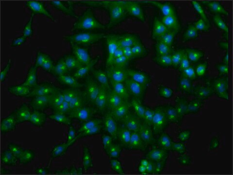 Monoclonal Anti-Tcp1-Alpha antibody produced in rat clone 23c, purified immunoglobulin