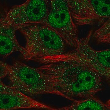 Anti-SREBF2 antibody produced in rabbit Prestige Antibodies&#174; Powered by Atlas Antibodies, affinity isolated antibody