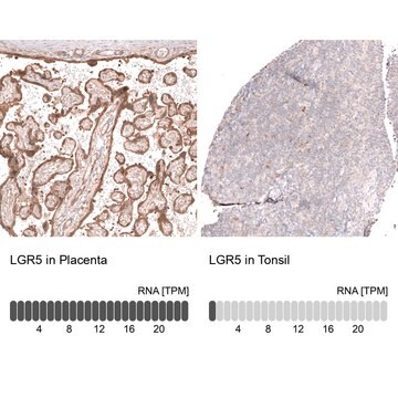 Monoclonal Anti-Lgr5 Antibody Produced In Mouse Prestige Antibodies&#174; Powered by Atlas Antibodies, clone CL13579, affinity isolated antibody, buffered aqueous glycerol solution