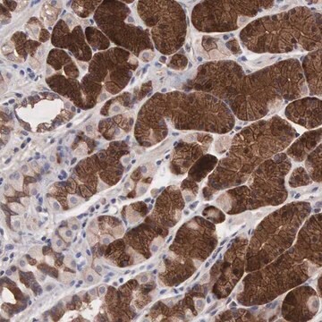 Anti-INF2 antibody produced in rabbit Prestige Antibodies&#174; Powered by Atlas Antibodies, affinity isolated antibody, buffered aqueous glycerol solution