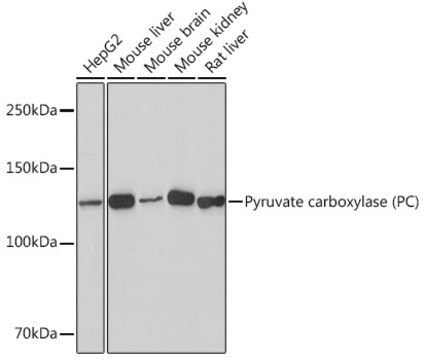 Anti-Pyruvate carboxylase (PC) Antibody, clone 10S0V1, Rabbit Monoclonal