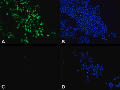 Anti-Histone Deacetylase 8 (HDAC8) antibody produced in rabbit affinity isolated antibody, buffered aqueous solution