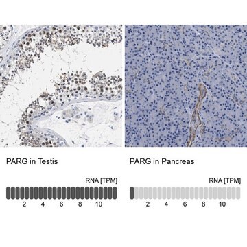 Anti-PARG antibody produced in rabbit Prestige Antibodies&#174; Powered by Atlas Antibodies, affinity isolated antibody, buffered aqueous glycerol solution