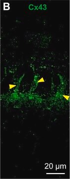 抗コネクシン-43 ウサギ宿主抗体 affinity isolated antibody, buffered aqueous solution