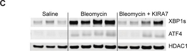 Monoclonal Anti-ATF4 antibody produced in mouse clone 2B3, purified immunoglobulin, buffered aqueous solution