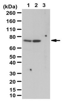 Anticorps anti-phospho-p70 S6 kinase (Thr389) from rabbit, purified by affinity chromatography