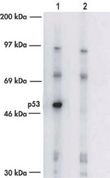 Anti-p53 (Ab-7) (Pantropic) Sheep pAb liquid, Calbiochem&#174;