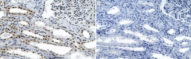 Anti-CNBP Antibody, clone 1I17 ZooMAb&#174; Rabbit Monoclonal recombinant, expressed in HEK 293 cells