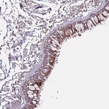 Anti-OR2D3 antibody produced in rabbit Prestige Antibodies&#174; Powered by Atlas Antibodies, affinity isolated antibody, buffered aqueous glycerol solution