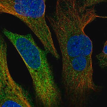 Anti-ERRFI1 antibody produced in rabbit Prestige Antibodies&#174; Powered by Atlas Antibodies, affinity isolated antibody, buffered aqueous glycerol solution