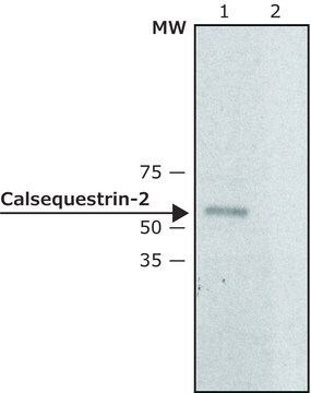 Anti-Calsequestrin-2 兔抗 ~1.0&#160;mg/mL, affinity isolated antibody, buffered aqueous solution