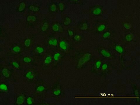 Monoclonal Anti-UBE2H antibody produced in mouse clone 3C4-1A2, purified immunoglobulin, buffered aqueous solution