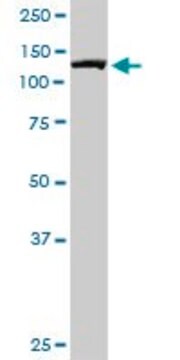 Monoclonal Anti-IPO7, (C-terminal) antibody produced in mouse clone 4G6, purified immunoglobulin, buffered aqueous solution