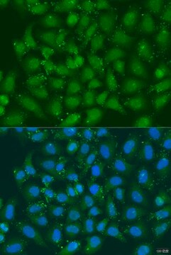 Anti-XBP1 antibody produced in rabbit