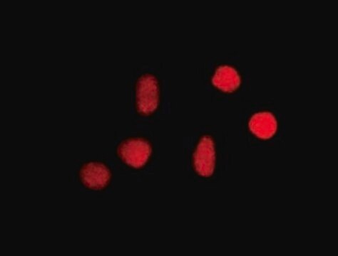 Anticuerpo anti-8-oxoguanina, clon 483,15 ascites fluid, clone 483.15, Chemicon&#174;