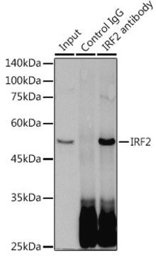 Anti-IRF2 Antibody, clone 8M2N4, Rabbit Monoclonal