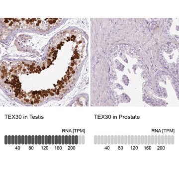 Anti-TEX30 antibody produced in rabbit Prestige Antibodies&#174; Powered by Atlas Antibodies, affinity isolated antibody, buffered aqueous glycerol solution