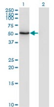 ANTI-ZSCAN21 antibody produced in mouse clone 4B11, purified immunoglobulin, buffered aqueous solution