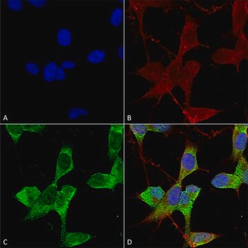 Monoclonal Anti-GABA A Receptor-Horseradish Peroxidase antibody produced in mouse clone S399-19