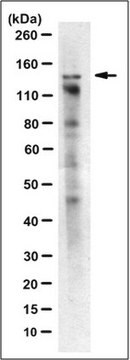 Anti-CST complex subunit CTC1 Antibody, clone 8E5.2 clone 8E5.2, from mouse