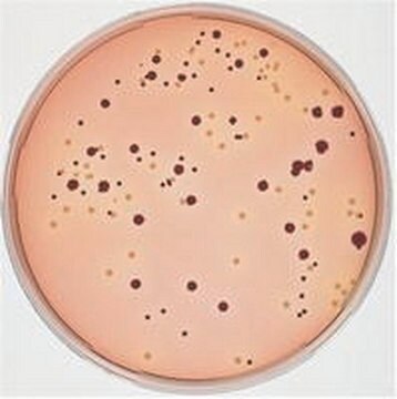 SMAC agar base for direct isolation and differentiation of enterohemorrhagic (EHEC) E.coli O157:H7-strains