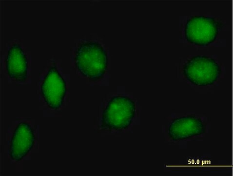 Anti-NAP1L2 antibody produced in mouse IgG fraction of antiserum, buffered aqueous solution