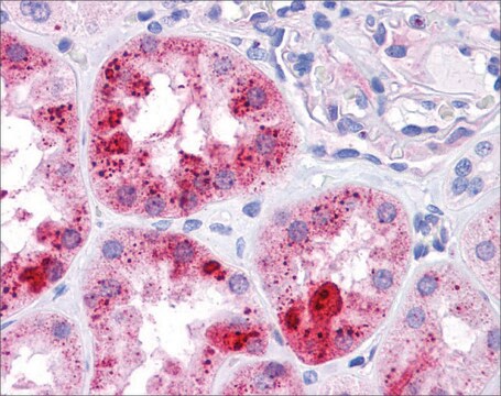 抗MUC1 ウサギ宿主抗体 affinity isolated antibody