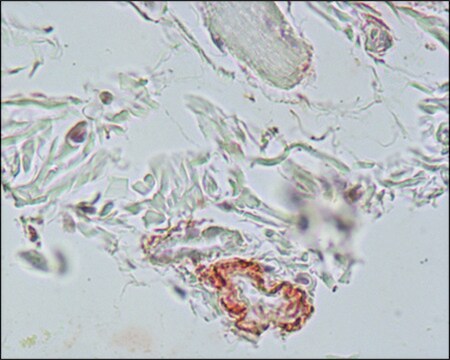 モノクロナール抗エラスチン マウス宿主抗体 clone BA-4, ascites fluid