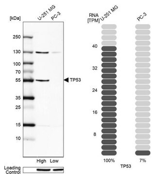 Anty-p53 Prestige Antibodies&#174; Powered by Atlas Antibodies, affinity isolated antibody