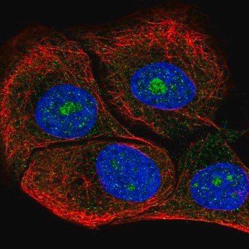 Anti-DOLK antibody produced in rabbit Prestige Antibodies&#174; Powered by Atlas Antibodies, affinity isolated antibody