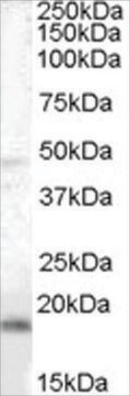 Anti-BAALC antibody produced in goat affinity isolated antibody, buffered aqueous solution