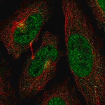 Anti-CDK13 antibody produced in rabbit Prestige Antibodies&#174; Powered by Atlas Antibodies, affinity isolated antibody, buffered aqueous glycerol solution