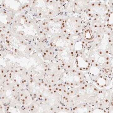 抗ZC3H11A抗体 ウサギ宿主抗体 Prestige Antibodies&#174; Powered by Atlas Antibodies, affinity isolated antibody, buffered aqueous glycerol solution, ab1