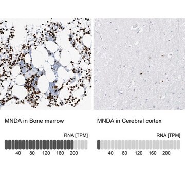 抗-MNDA 兔抗 Prestige Antibodies&#174; Powered by Atlas Antibodies, affinity isolated antibody, buffered aqueous glycerol solution