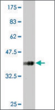 Monoclonal Anti-SLC13A3 antibody produced in mouse clone 3A6, purified immunoglobulin, buffered aqueous solution