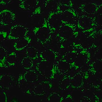 Colorante de gotitas de lípidos verde BioTracker 488 Live cell imaging dye that rapidly stains lipid droplets with no wash steps and minimal background staining of other cellular membranes or organelles.