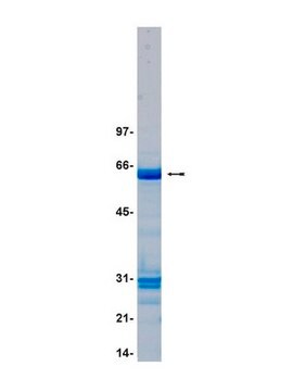 MKK4/SKK1 Protein, active, 10 &#181;g Active, N-terminal GST tagged, murine MKK4 residues 34-end, for use in Kinase Assays.