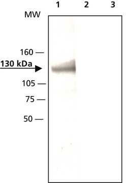 Anti-Axin1 (C-terminal region) in Kaninchen hergestellte Antikörper ~2.5&#160;mg/mL, affinity isolated antibody, buffered aqueous solution