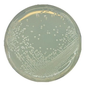 GranuCult&#174; BAT琼脂 pkg of 500&#160;g, according to IFU 12, for Alicyclobacillus spp.