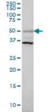 Monoclonal Anti-ERRFI1 antibody produced in mouse clone 2B9, purified immunoglobulin, buffered aqueous solution