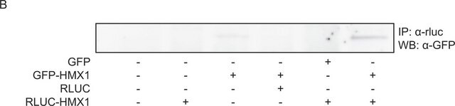 Anti-GFP, N-terminal in Kaninchen hergestellte Antikörper ~1.0&#160;mg/mL, affinity isolated antibody, buffered aqueous solution