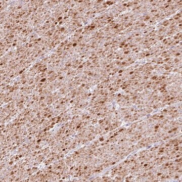 Anti-TRA2A antibody produced in rabbit Prestige Antibodies&#174; Powered by Atlas Antibodies, affinity isolated antibody, buffered aqueous glycerol solution