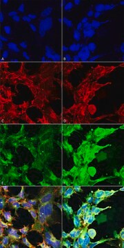 Monoclonal Anti-Methylglyoxal-Atto 488 antibody produced in mouse clone 9F11