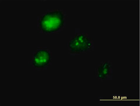 Anti-IRF1 antibody produced in mouse purified immunoglobulin, buffered aqueous solution