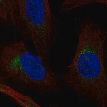 Anti-Fkbp10 Antibody Produced In Rabbit Prestige Antibodies&#174; Powered by Atlas Antibodies, affinity isolated antibody, buffered aqueous glycerol solution