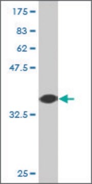 Monoclonal Anti-NRBP2 antibody produced in mouse clone 2D5, purified immunoglobulin, buffered aqueous solution