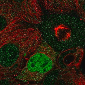 Anti-CCND2 antibody produced in rabbit Prestige Antibodies&#174; Powered by Atlas Antibodies, affinity isolated antibody